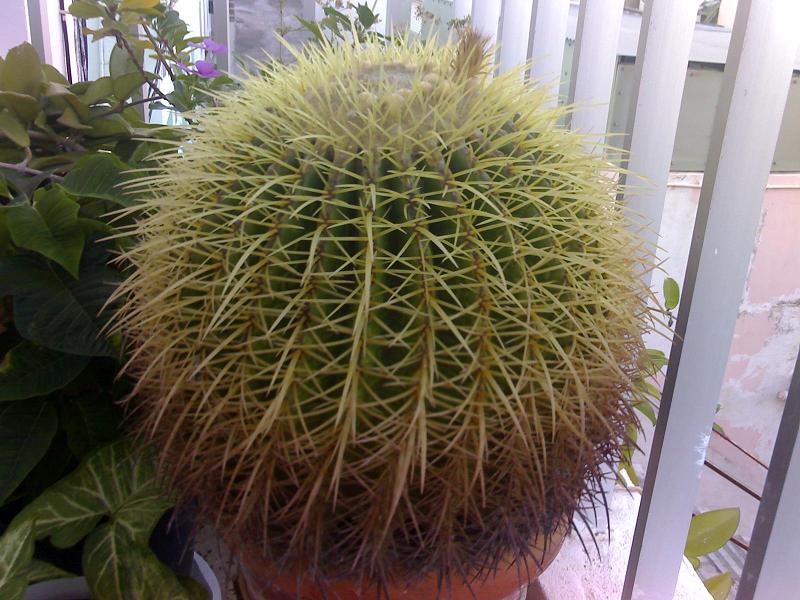 [Foto de planta, jardin, jardineria]