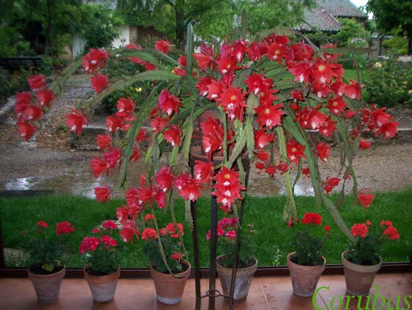 [Foto de planta, jardin, jardineria]
