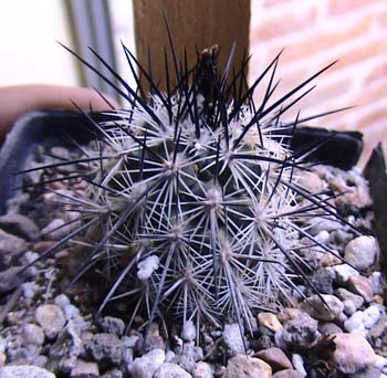 [Foto de planta, jardin, jardineria]