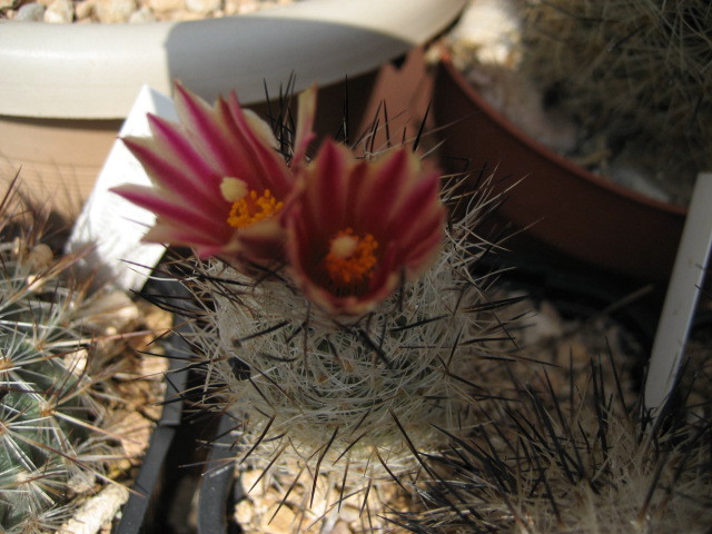 [Foto de planta, jardin, jardineria]