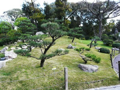 [Foto de planta, jardin, jardineria]