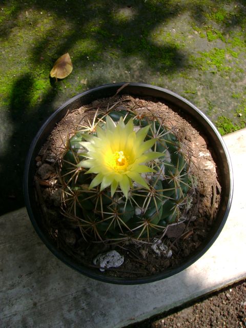 [Foto de planta, jardin, jardineria]