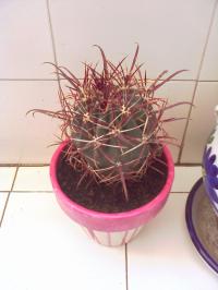 [Foto de planta, jardin, jardineria]
