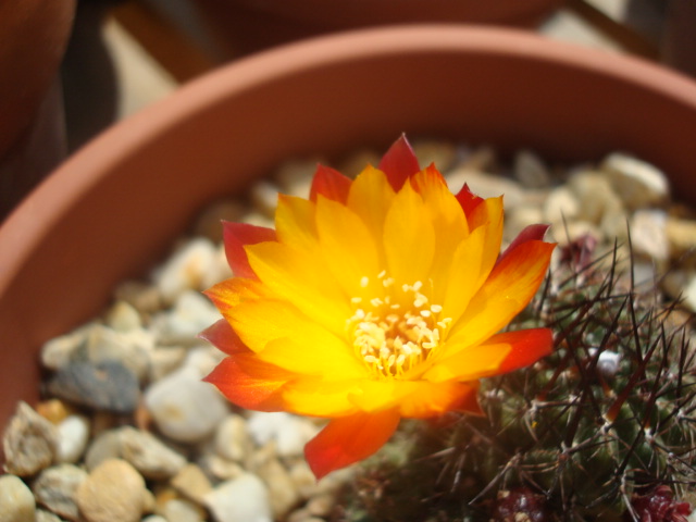 [Foto de planta, jardin, jardineria]