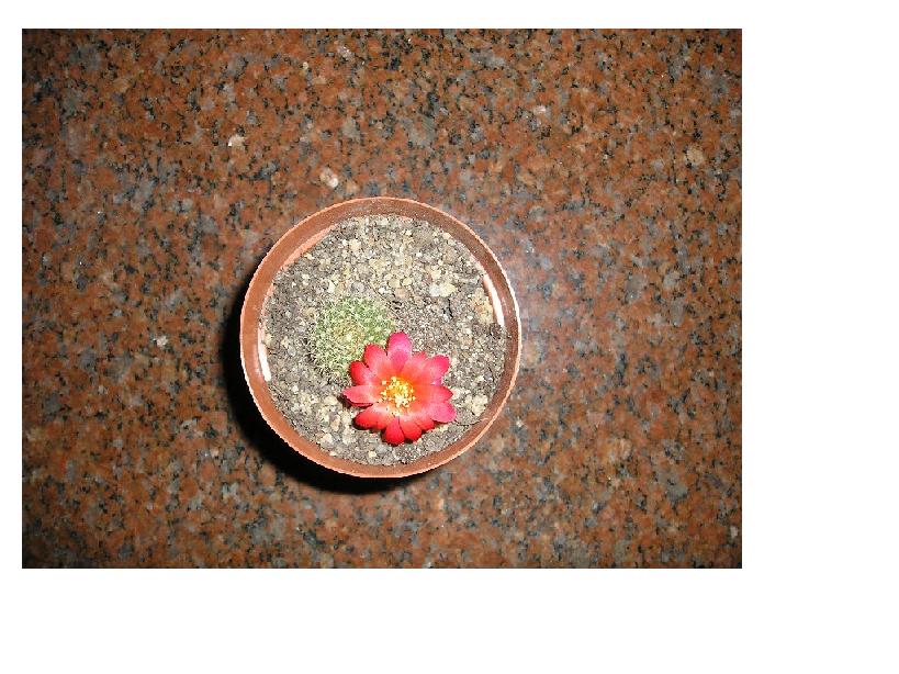 [Foto de planta, jardin, jardineria]