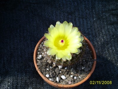 [Foto de planta, jardin, jardineria]