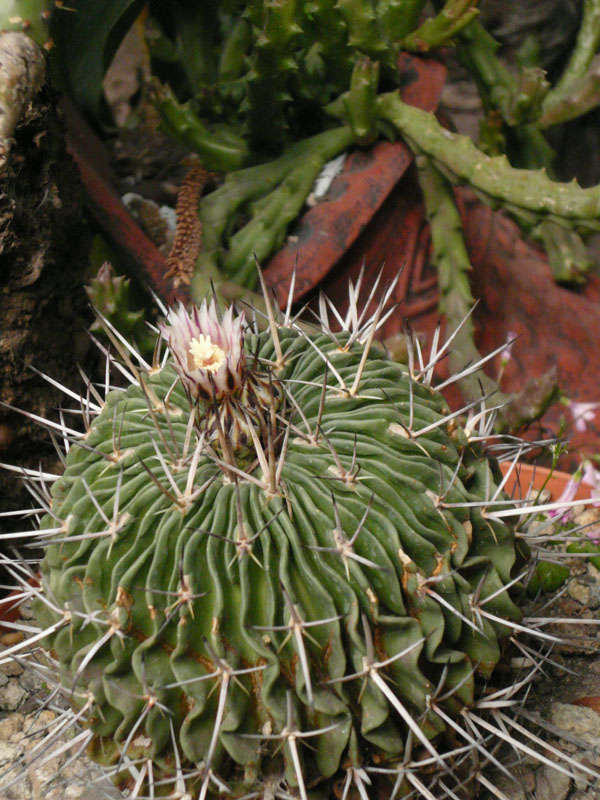 [Foto de planta, jardin, jardineria]