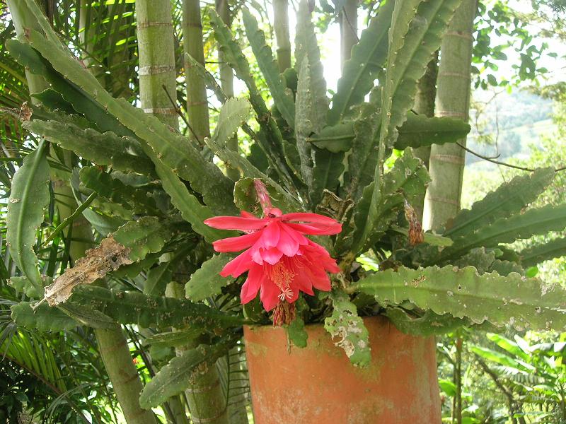 [Foto de planta, jardin, jardineria]