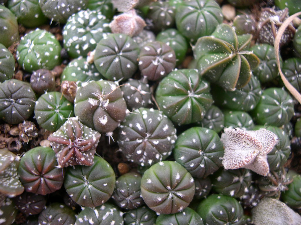 [Foto de planta, jardin, jardineria]