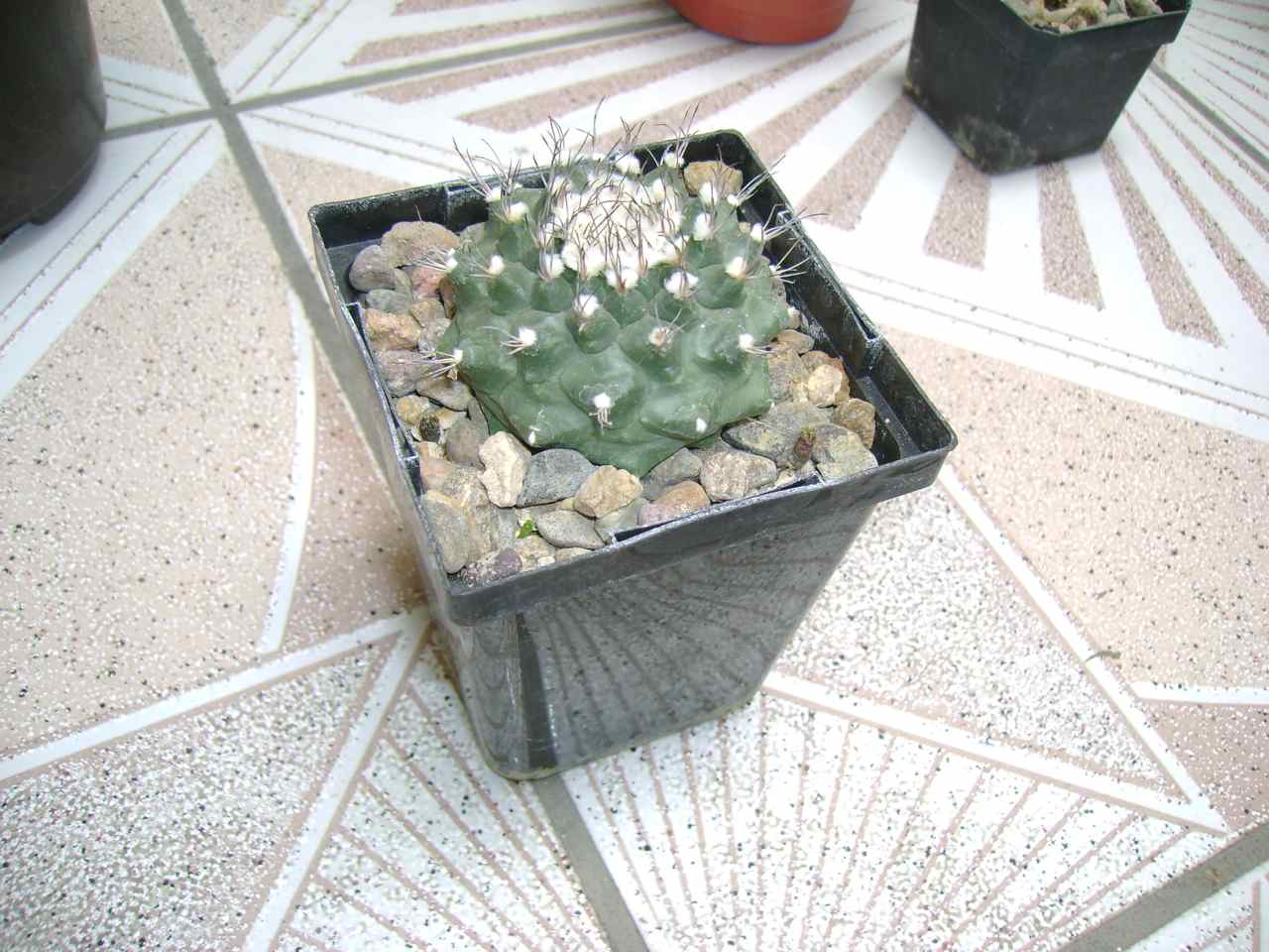 [Foto de planta, jardin, jardineria]