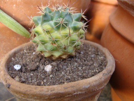 [Foto de planta, jardin, jardineria]