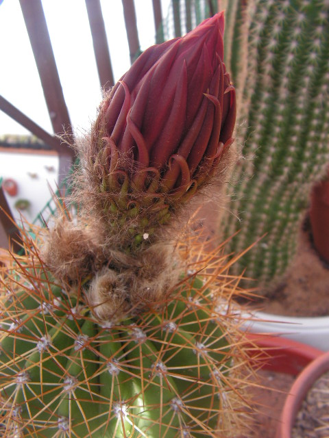 [Foto de planta, jardin, jardineria]