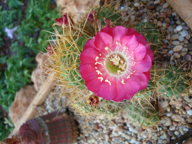 [Foto de planta, jardin, jardineria]