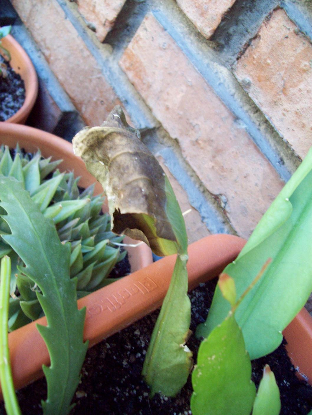 [Foto de planta, jardin, jardineria]