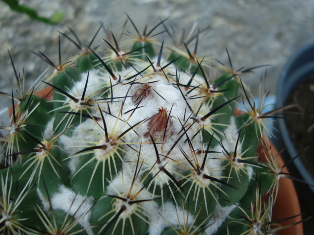 [Foto de planta, jardin, jardineria]