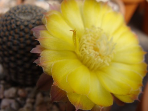 [Foto de planta, jardin, jardineria]