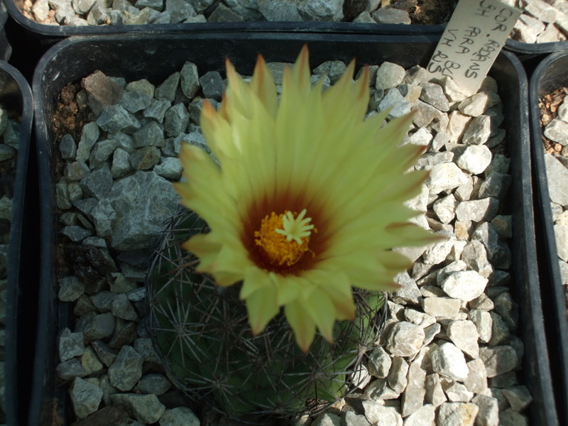 [Foto de planta, jardin, jardineria]