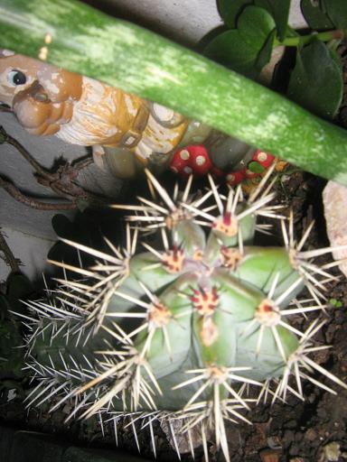 [Foto de planta, jardin, jardineria]