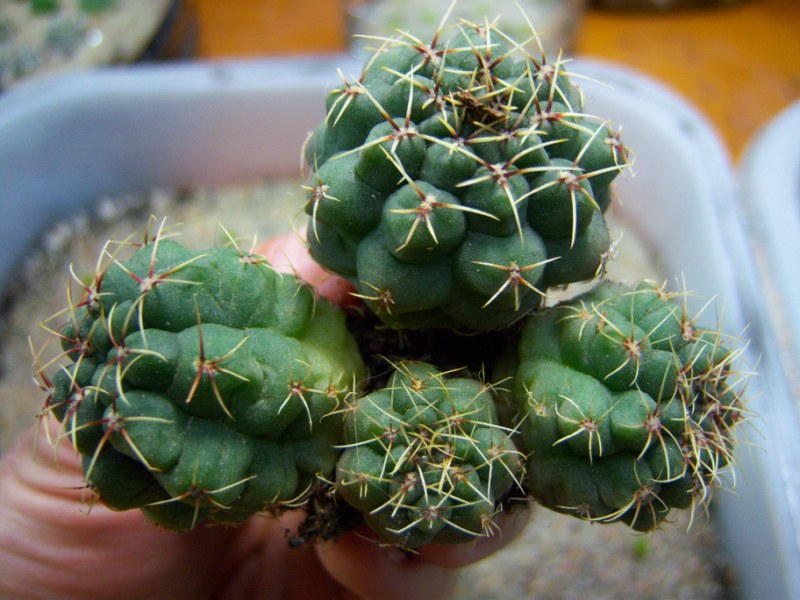 [Foto de planta, jardin, jardineria]