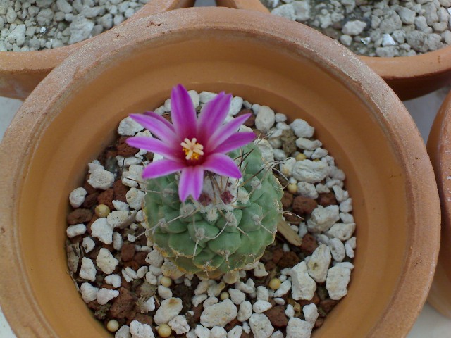 [Foto de planta, jardin, jardineria]