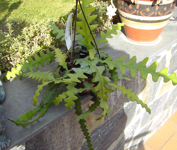 [Foto de planta, jardin, jardineria]