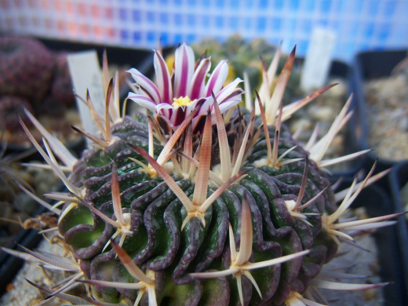[Foto de planta, jardin, jardineria]