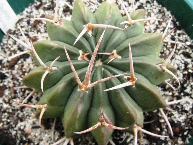 [Foto de planta, jardin, jardineria]
