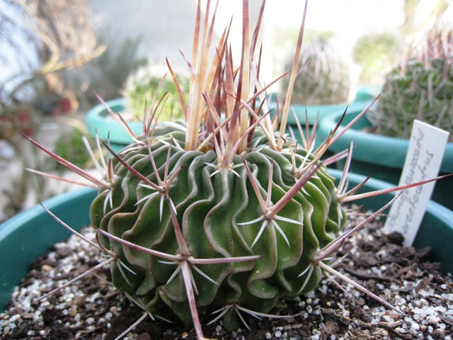 [Foto de planta, jardin, jardineria]