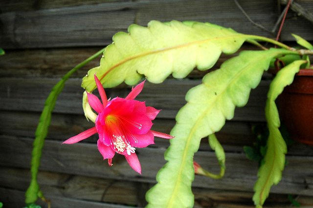 [Foto de planta, jardin, jardineria]