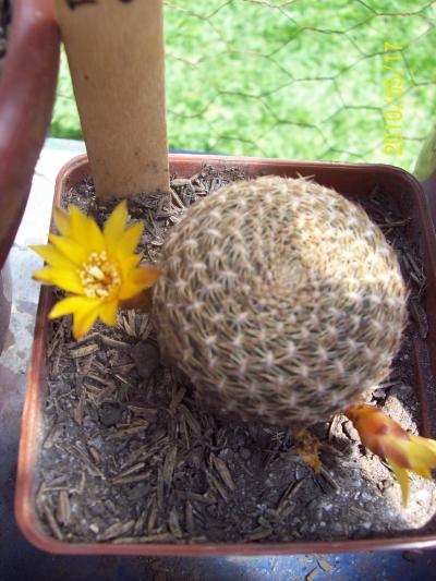 [Foto de planta, jardin, jardineria]