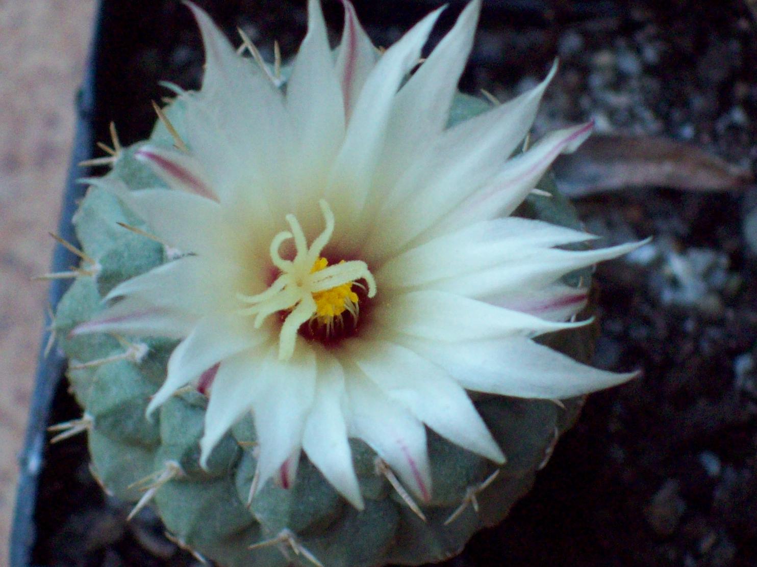 [Foto de planta, jardin, jardineria]