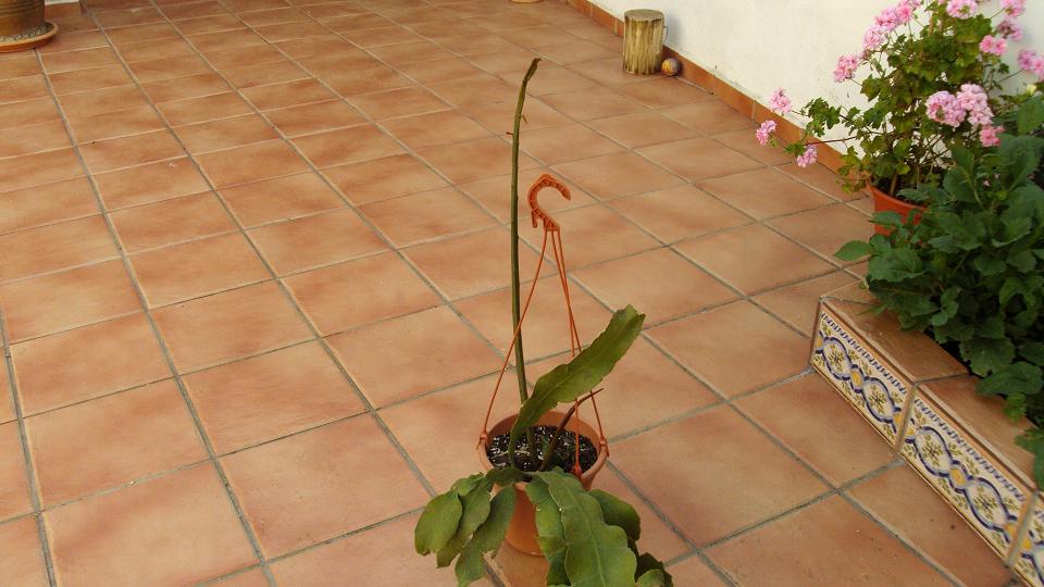[Foto de planta, jardin, jardineria]