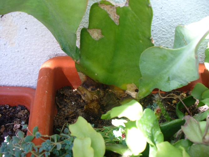 [Foto de planta, jardin, jardineria]
