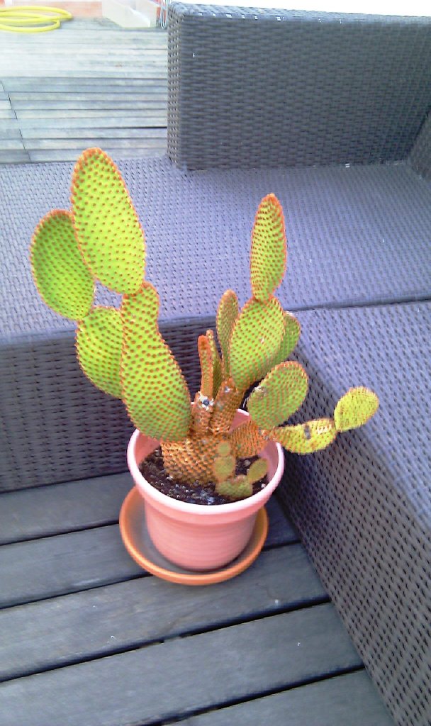 [Foto de planta, jardin, jardineria]