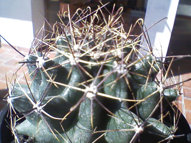 [Foto de planta, jardin, jardineria]