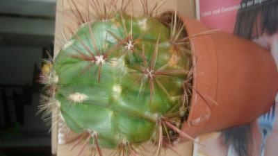 [Foto de planta, jardin, jardineria]