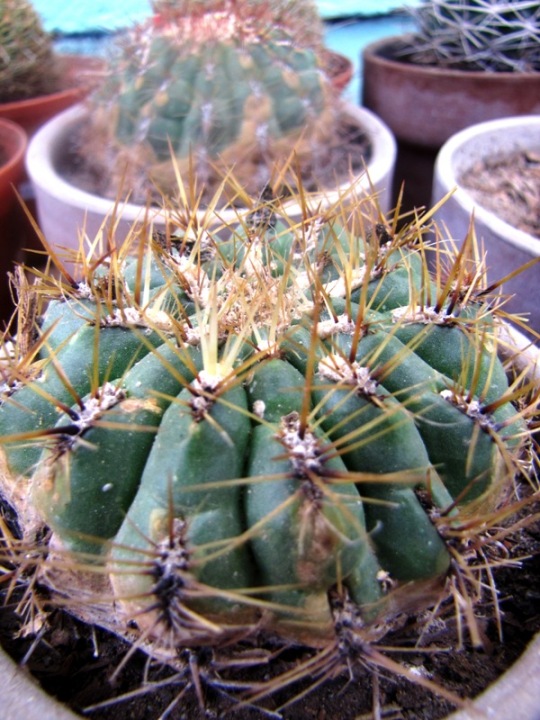 [Foto de planta, jardin, jardineria]