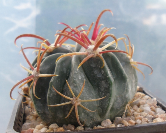 [Foto de planta, jardin, jardineria]