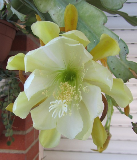 [Foto de planta, jardin, jardineria]