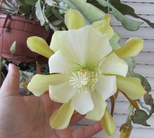 [Foto de planta, jardin, jardineria]