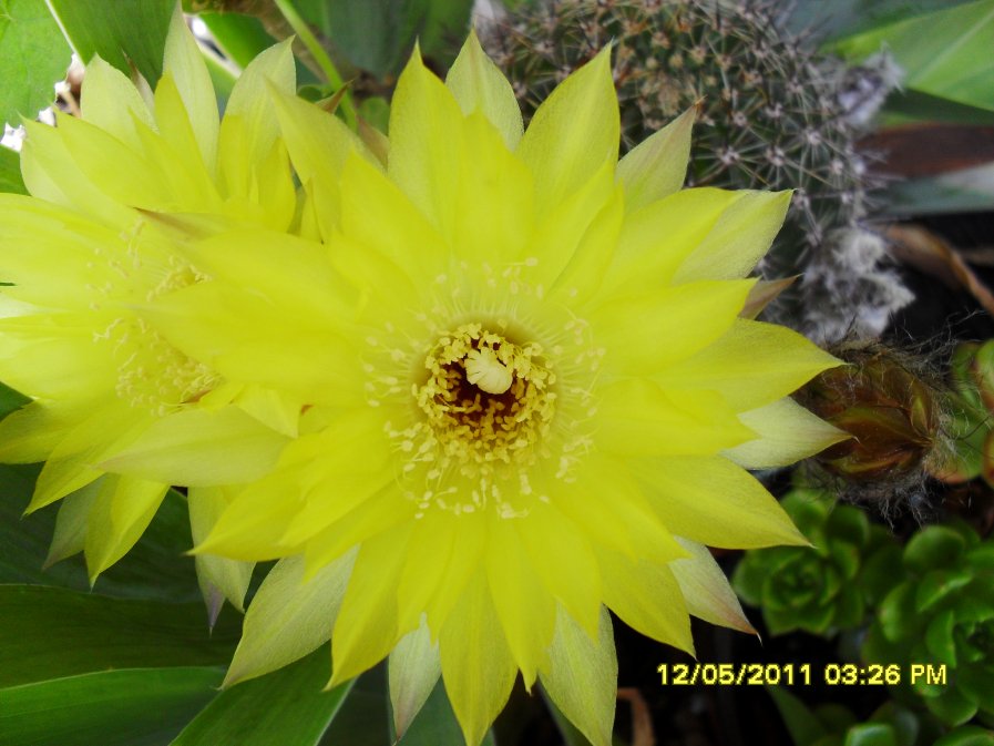 [Foto de planta, jardin, jardineria]