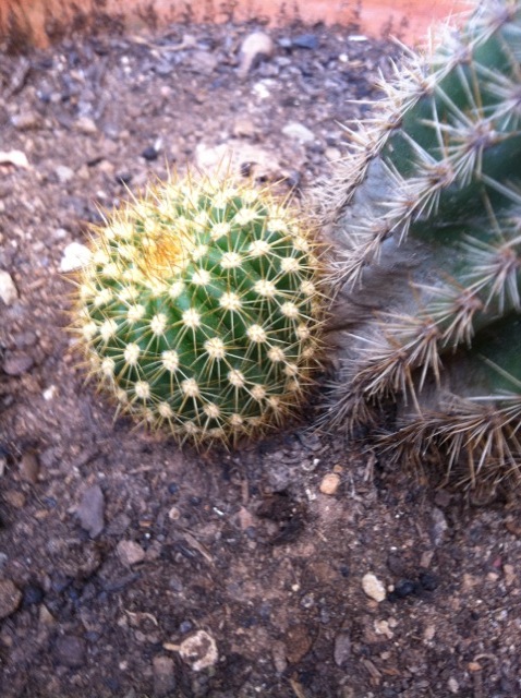 [Foto de planta, jardin, jardineria]