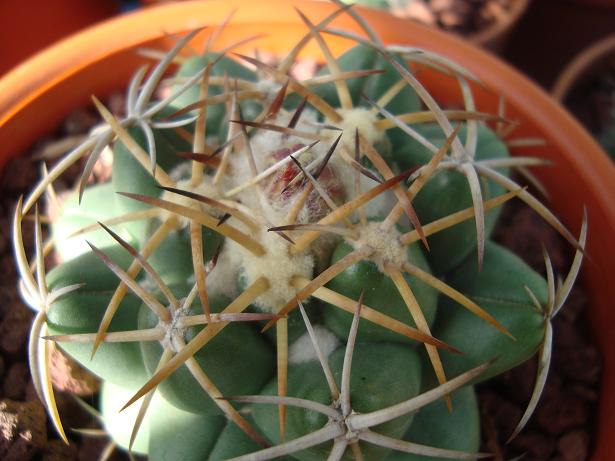 [Foto de planta, jardin, jardineria]