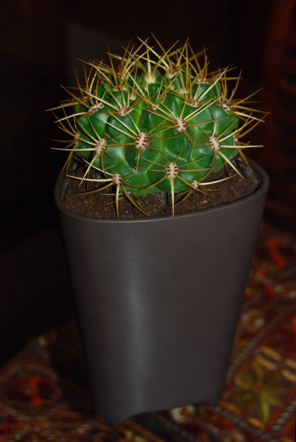 [Foto de planta, jardin, jardineria]