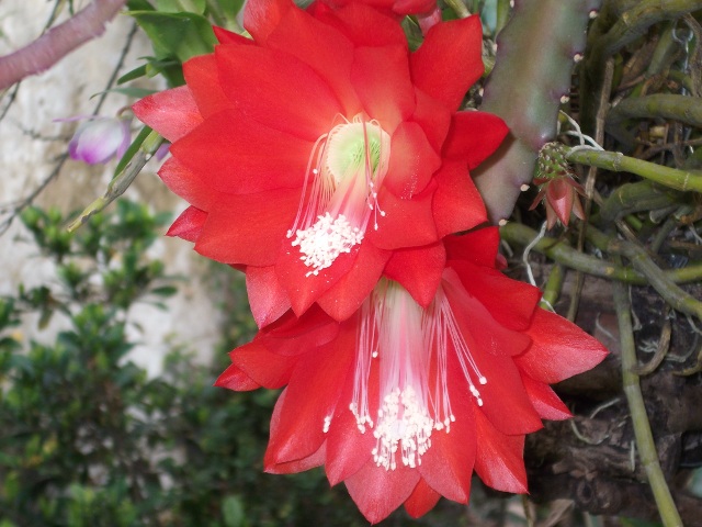 [Foto de planta, jardin, jardineria]