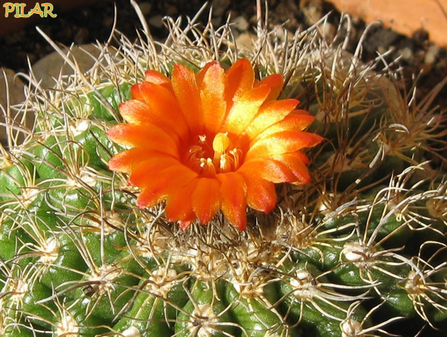[Foto de planta, jardin, jardineria]