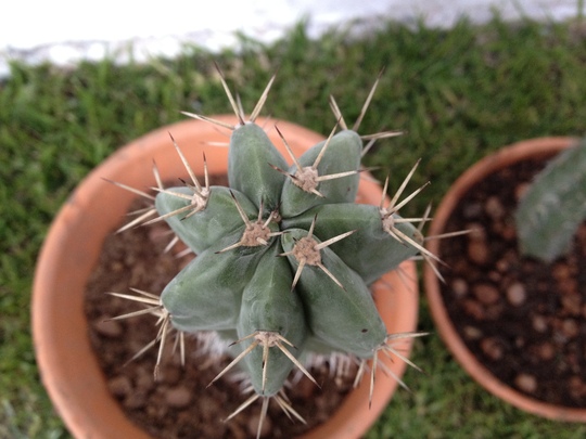 [Foto de planta, jardin, jardineria]