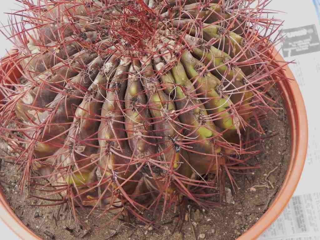 [Foto de planta, jardin, jardineria]