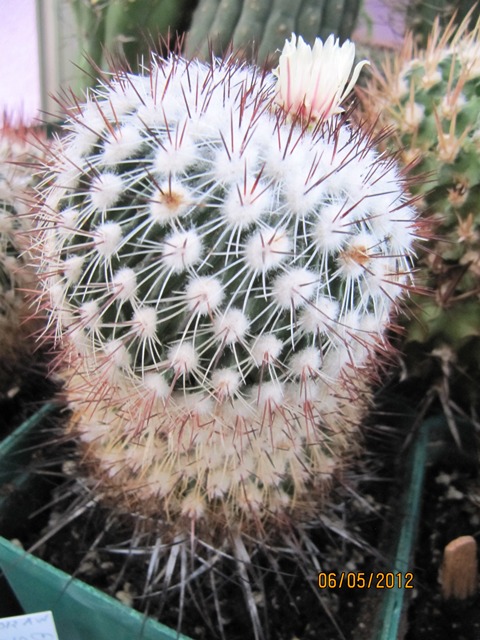[Foto de planta, jardin, jardineria]