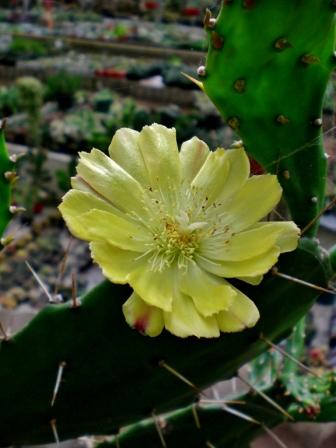 [Foto de planta, jardin, jardineria]